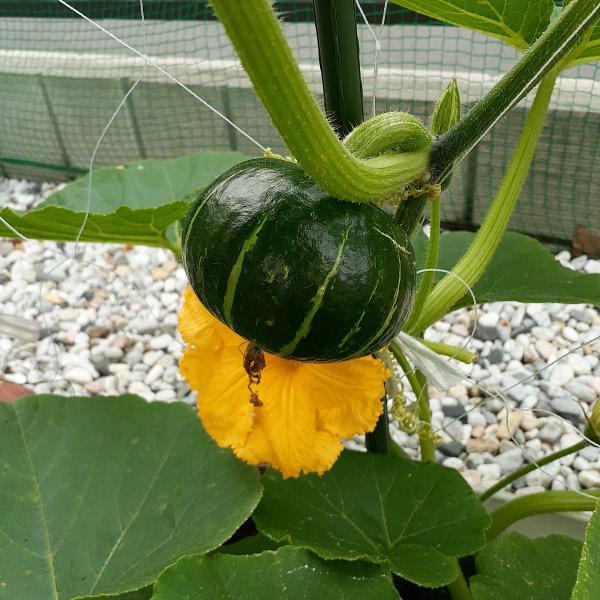 かぼちゃの受粉は？野菜作りへのチャレンジブログ - 楽天ブログ