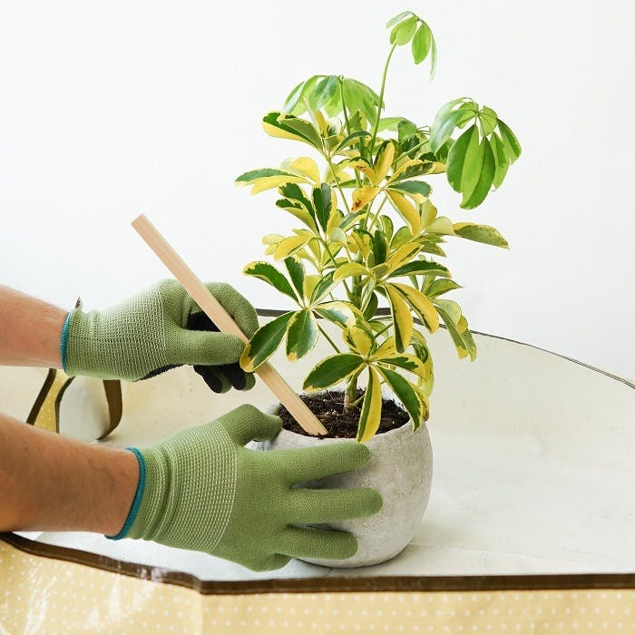 観葉植物の植え替え「鉢のサイズ」や「土の崩し方」必要なもの、適期