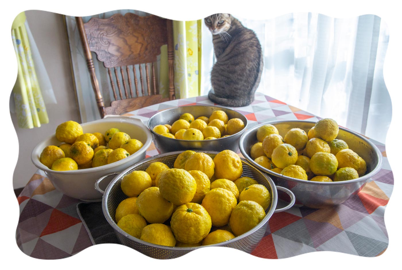 重症の「スス病柚子」で作る・ゆずジャム癒し草のブログ