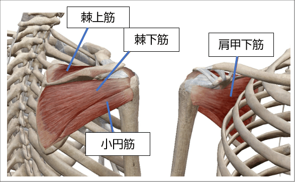 SLAP損傷：痛みや違和感の原因、診断、治療、予防まで徹底解説仙台市泉区の整体 さとう接骨院