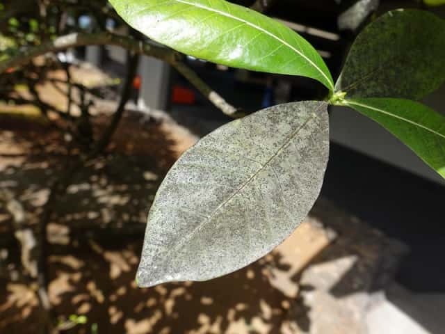 すす病おすすめの殺菌剤・薬剤・無農薬でできる対策まとめおしえて！田舎センセイ