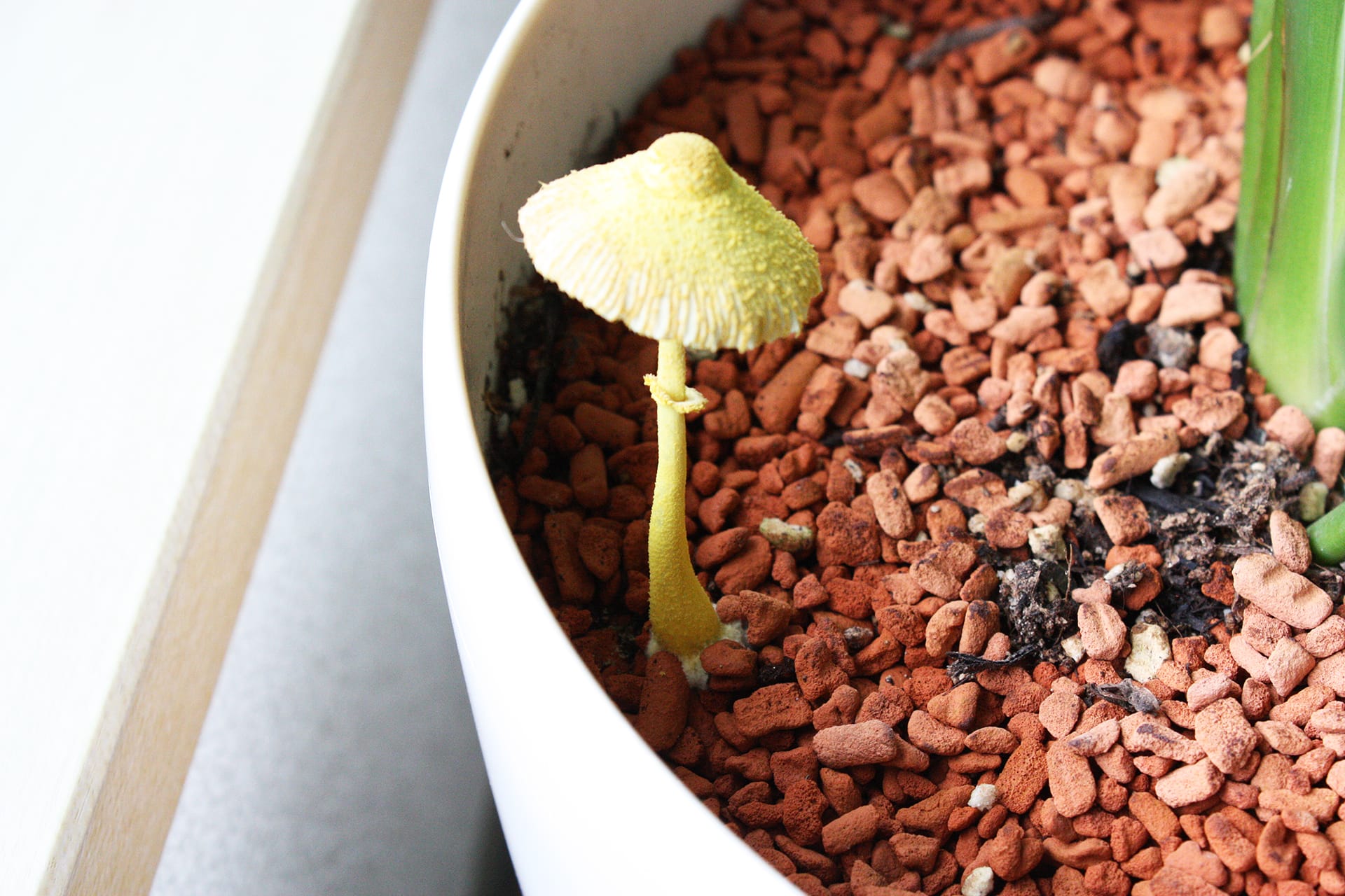 こだま」？ 鉢植えにキノコ3兄弟出現 コガネキヌカラカサタケか「かわいい」 - 丹波新聞