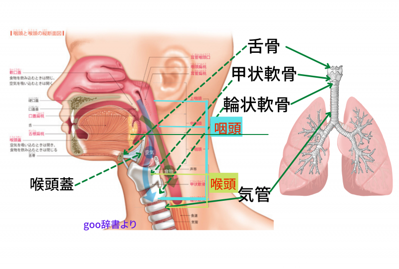 3.咽頭・喉頭 頭頚部病理診断教育支援