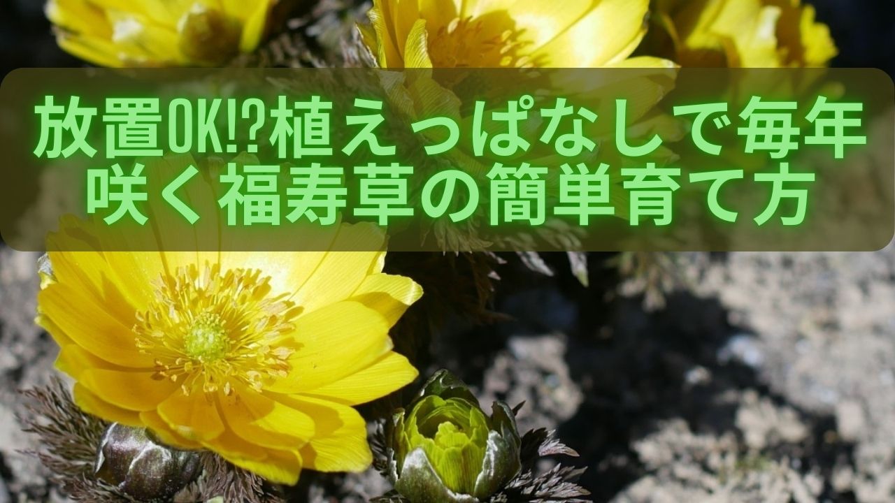 書籍 盆栽 梅・長寿梅の育て方 本 ブック 近代出版を販売入門は盆栽妙 – 盆栽妙 本店