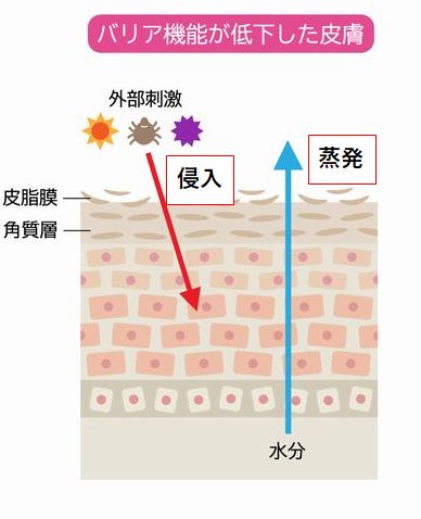 洗顔後の白いカスって何？原因と対策方法を3つ考えてみたMochiest Lab