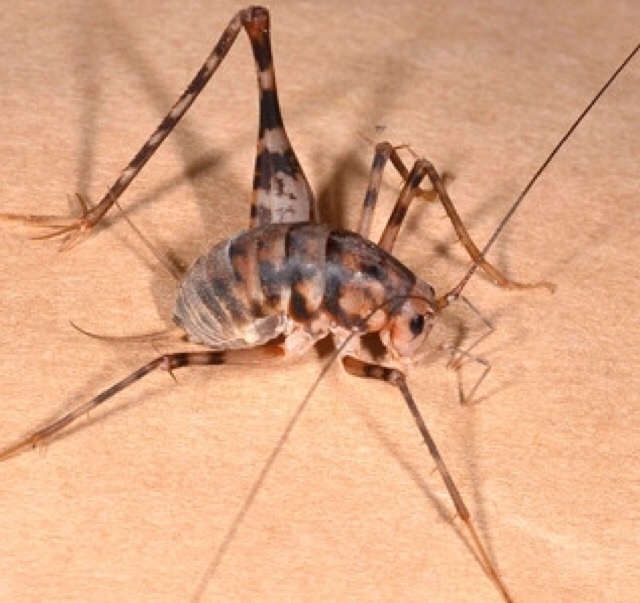 毛虫 気持ち悪い けむしの写真素材 - PIXTA