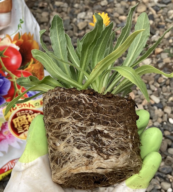 フユシラズ 冬知らずかぎけんWEB Calendula カレンデュラ