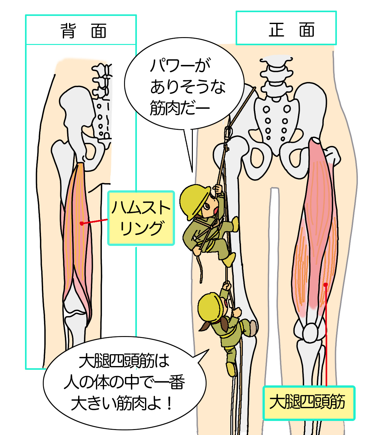 人体筋肉図」の19万点のロイヤリティフリー画像、写真素材、絵Shutterstock