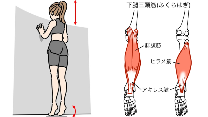ふくらはぎを効果的に鍛えるおすすめ筋トレメニュー！美脚だけじゃない、むくみ防止や健康寿命のメリットも解説 - トータル・ワークアウト