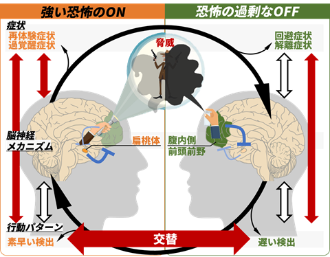ラウンドフラット 脳まるわかりシート 下敷き 漢字 ふりがな 英語 名称付き : PSPS - 通販 - Yahoo!ショッピング