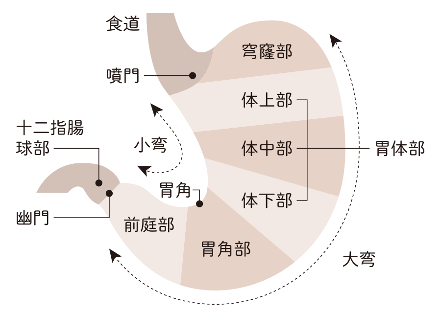 胃カメラで診断できる病気紹介西宮で『胃カメラ』なら ほその内科 おなかクリニック