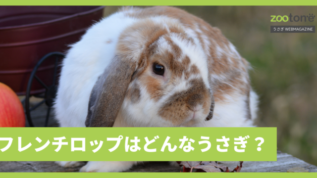 抜け毛・皮膚病対策のウサギ用化粧水