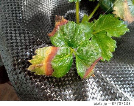 イチゴ編 症状別で見る！ 生理障害・病害虫の原因と予防の基礎知識AGRI JOURNAL