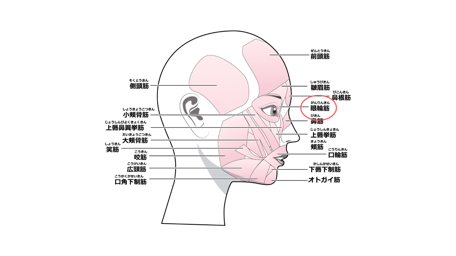 顔の筋肉のイラスト 名称文字入り のイラスト素材78438645- PIXTA