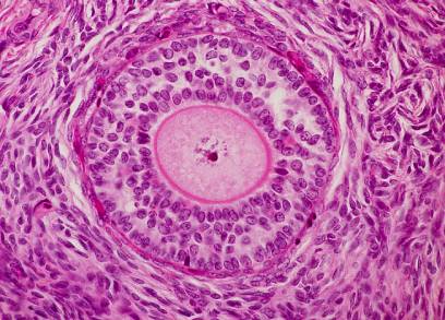 高い？低い？気になるAMH漢方と鍼灸 株式会社誠心堂薬局