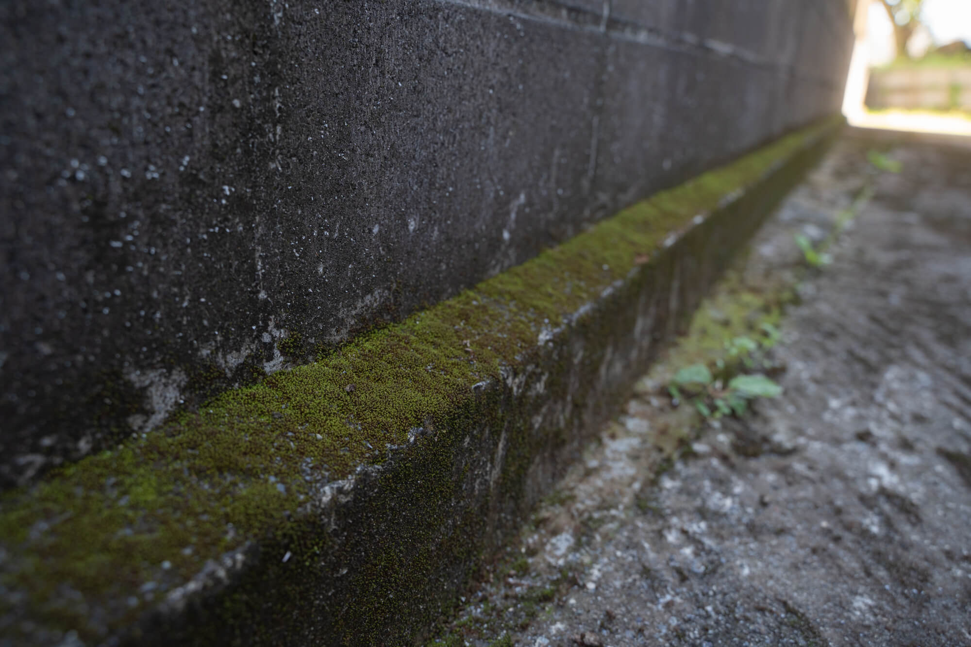 楽天市場 コケ類用 除草剤 キレダー水和剤 500g コケ 苔 対策 イシクラゲ ゼニゴケ 藻類 専用 日本芝 ベントグラス : 芝草ドットコム商店