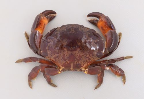 あまり知られていないけど意外といる 毒のカニ陸上性のカニには要注意？TSURINEWS