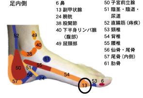 足つぼ 反射区第１５回 ～胸部～