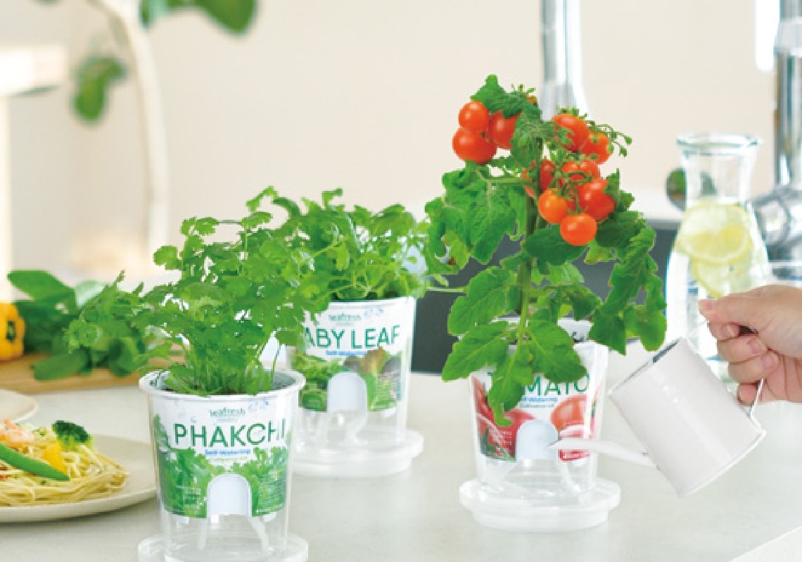 楽天市場 水耕栽培 キット ペットボトル 底面給水栽培セット ハーブ 水耕栽培キット 自宅 簡単 栽培 栽培キット ミント バジル レモンバームワイルドストロベリー レタス ミニトマト 聖新陶芸 GD-863 green pet グリーンペット : 水耕栽培専門店のエコゲリラ