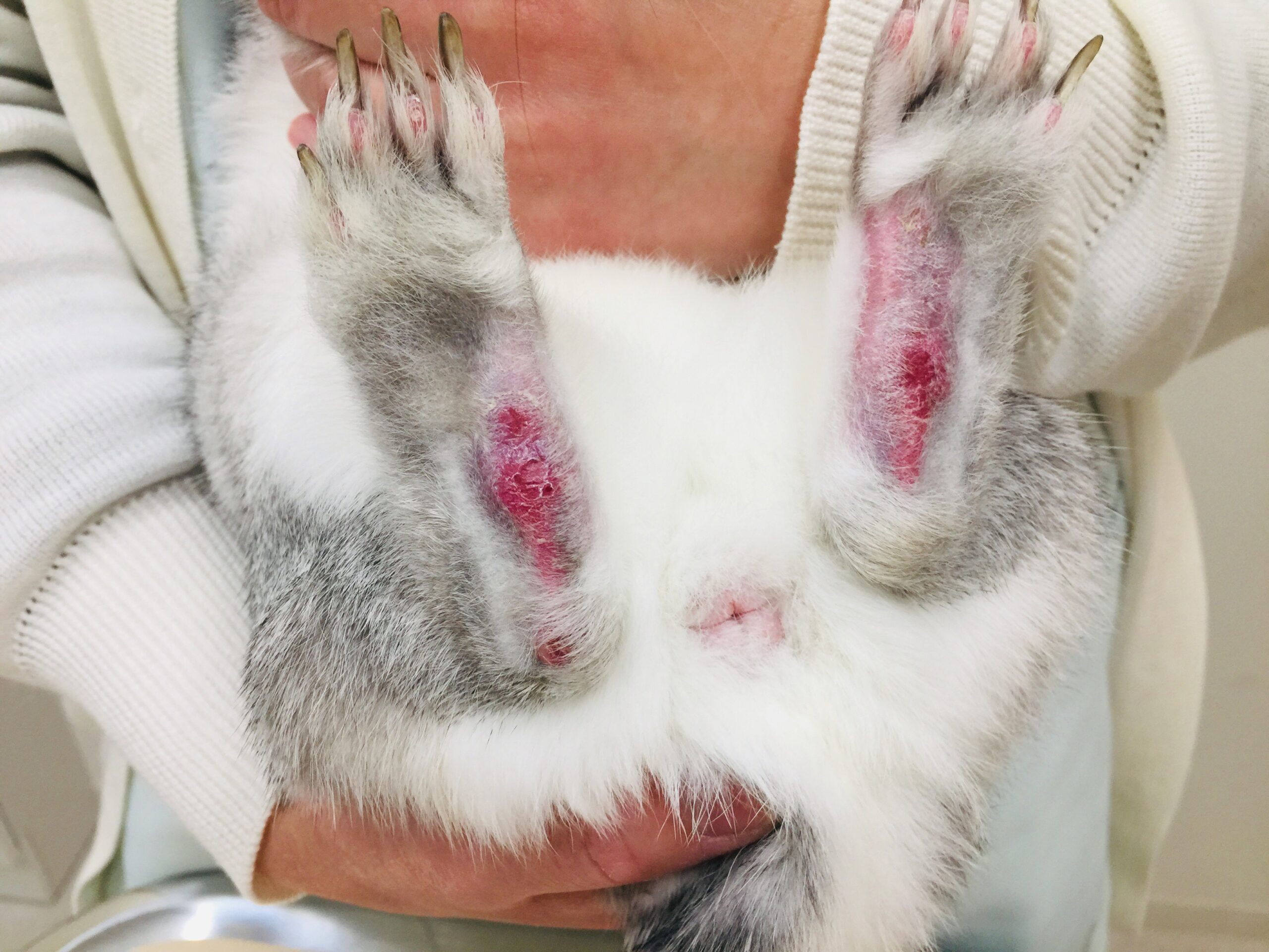 うさぎのソアホックを徹底解説！初期〜重症の状態・治し方・靴下や塗り薬は有効？ 獣医師監修 MOFFME