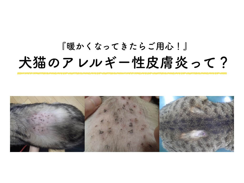 猫のダニ、ノミを退治しましたキッチンに立つあなたの味方♪ガス屋さんのブログ