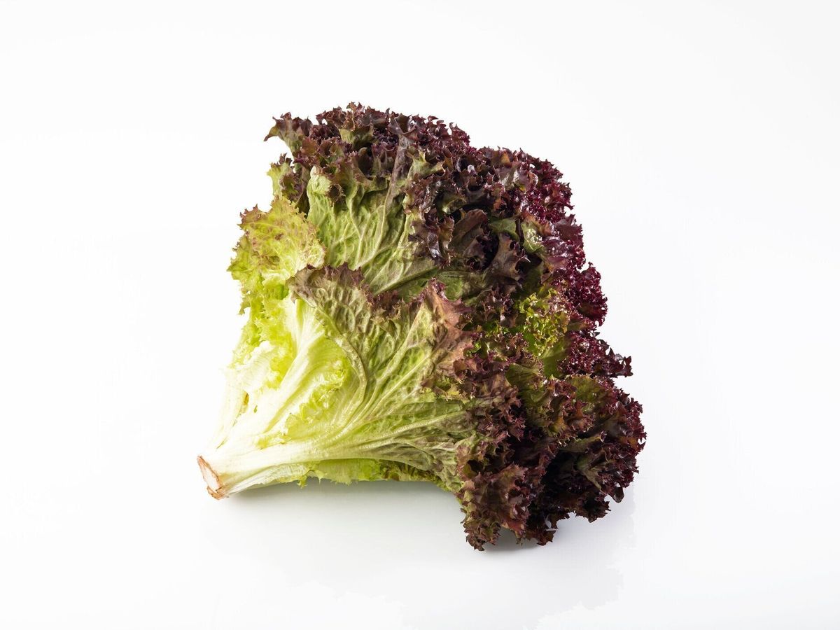 グリーンリーフを長持ちさせる方法について