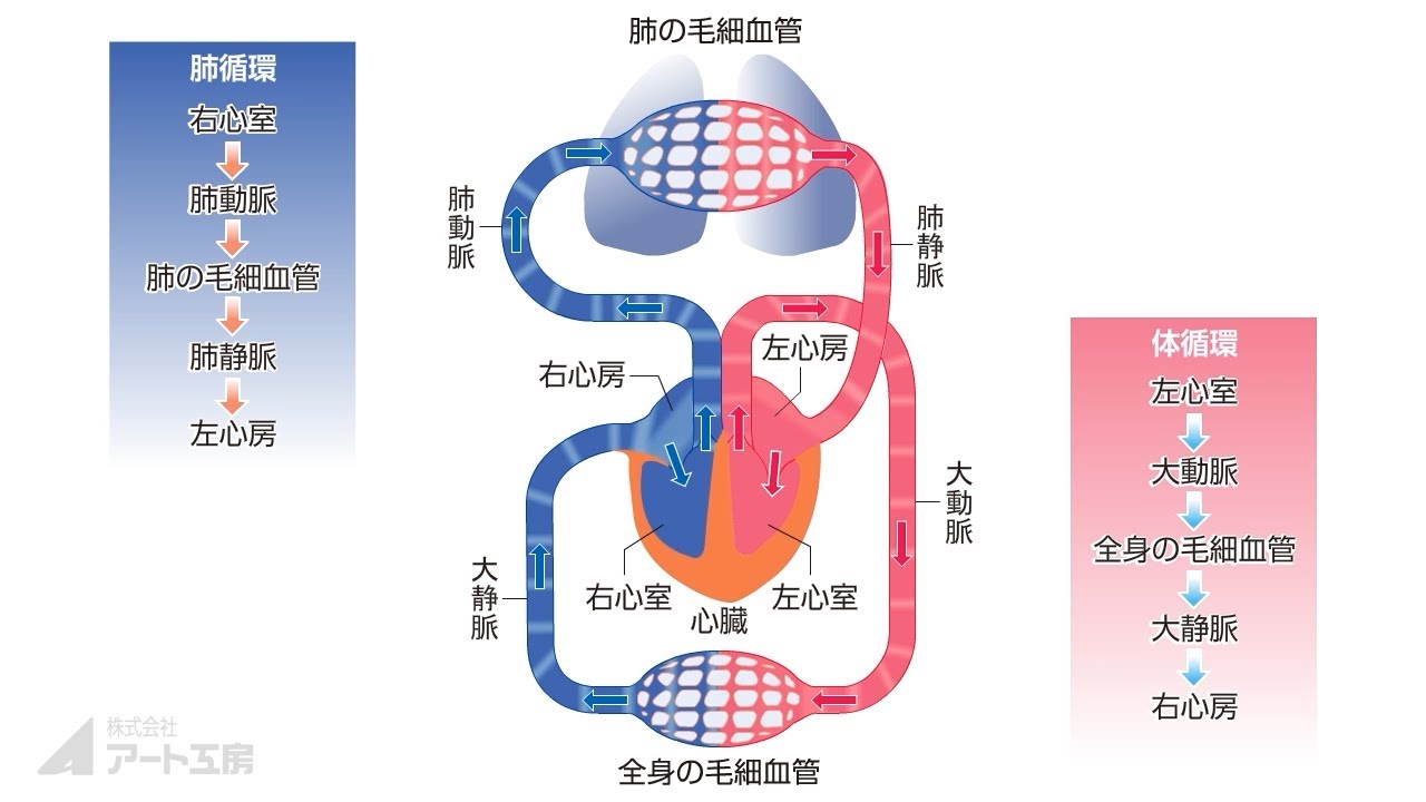 循環系」実戦問題解説