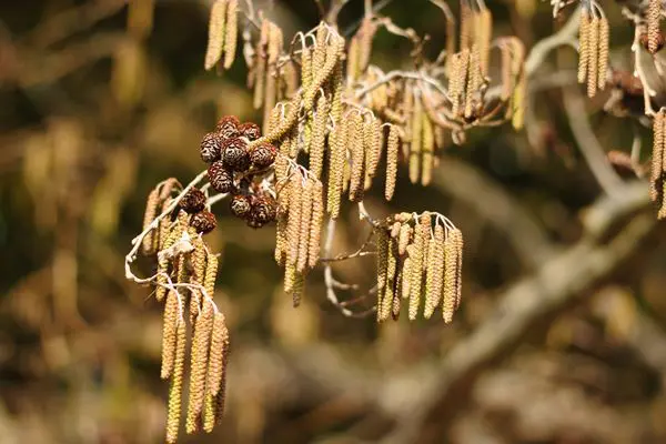 果物アレルギーと花粉症の意外な関係産業医の紹介ならワーカーズドクターズ