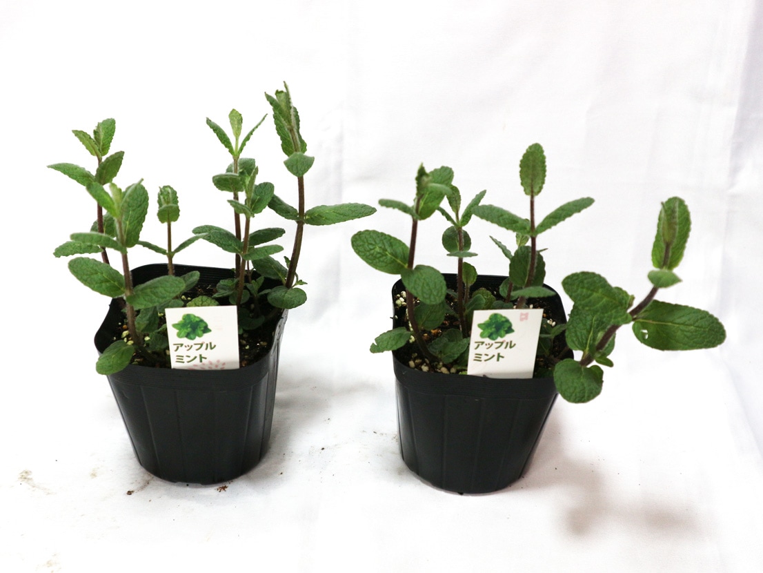 アップルミント