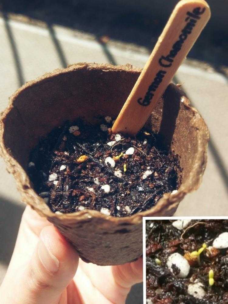 水耕栽培でカモミールを育てます。目標はカモミールティーを飲むことです - 春色ソレイユ