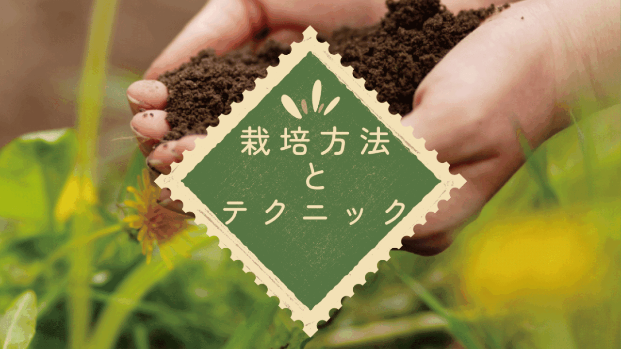 家に土を持ち込みたくない人の味方。ハイドロカルチャーで緑を育てようキナリノ