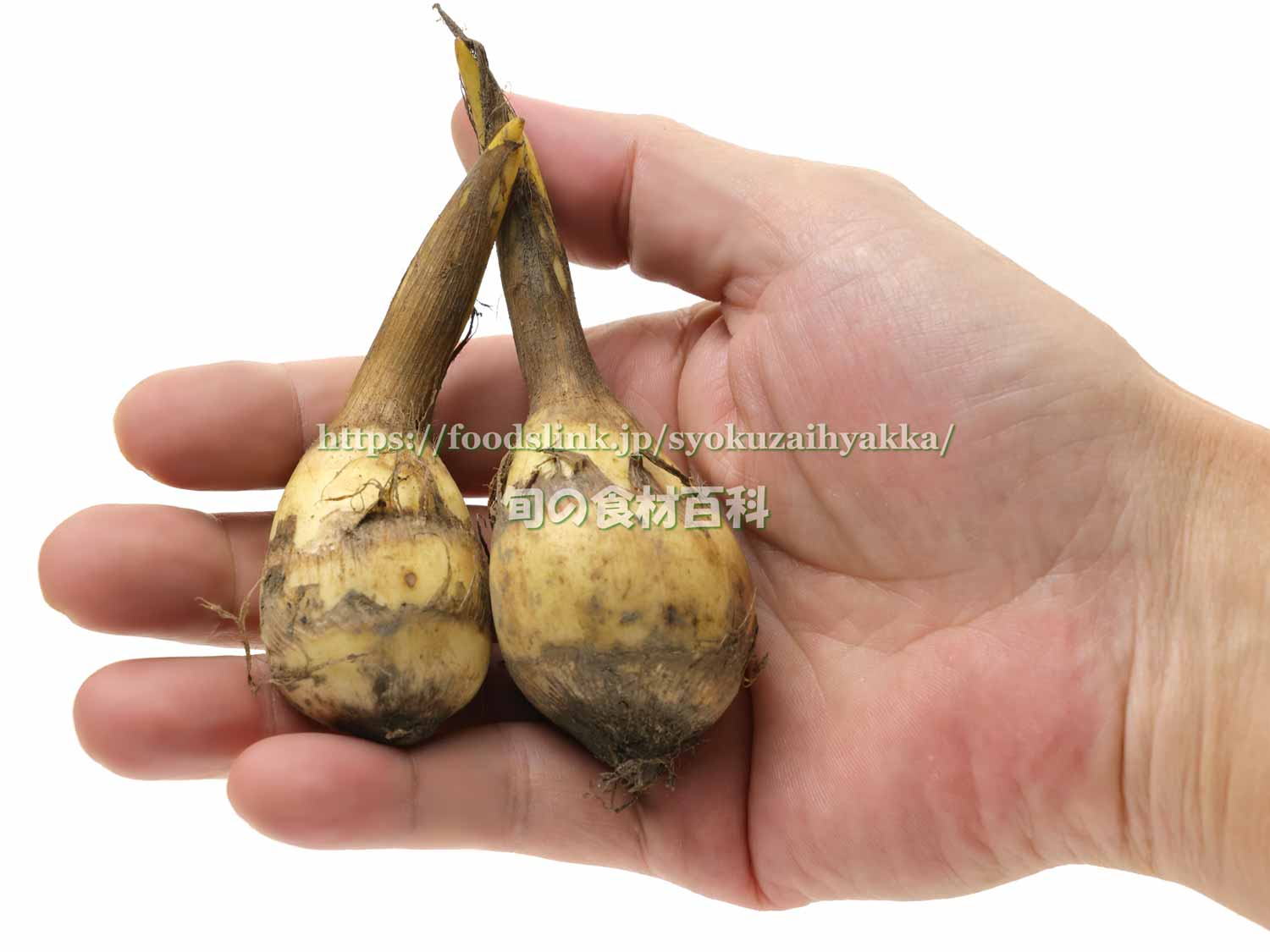 くわい埼玉農産物ポータルサイト SAITAMAわっしょい