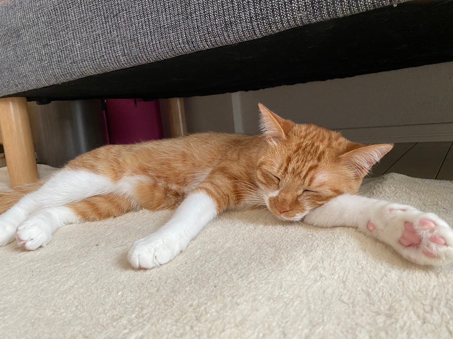 猫よけに適した植物は？ハーブ栽培で庭や畑を守ろうコーナンTips