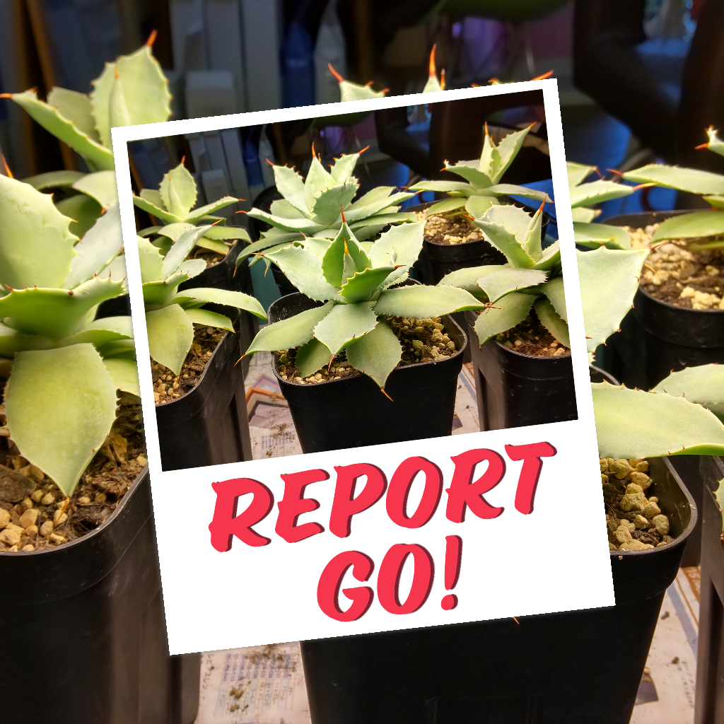 こどもセルフケア看護理論 電子版医書.jp