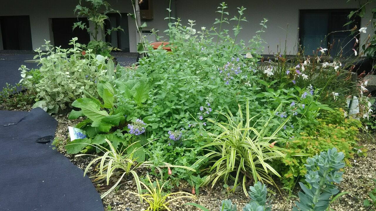 4月の花 タンポポ – 月刊誌