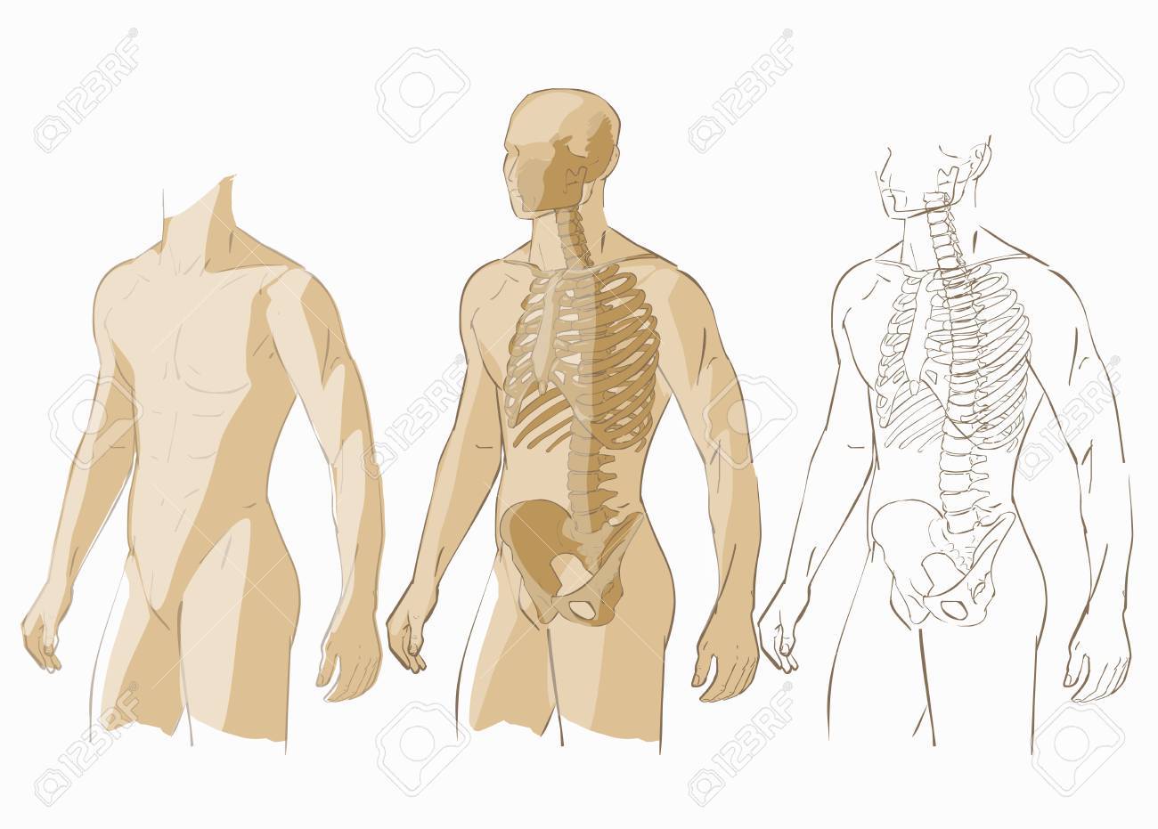 Amazon.co.jp: kb244骨格系解剖図 - ヒト骨格解剖学ポスター 18×27並行輸入品: 産業・研究開発用品