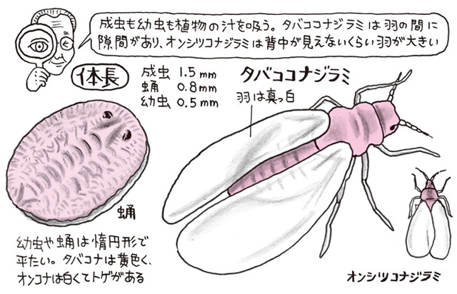 匂いを用いたタバココナジラミ防除方法の開発 - 研究シーズ集東海国立大学機構岐阜大学 学術研究・産学官連携推進本部
