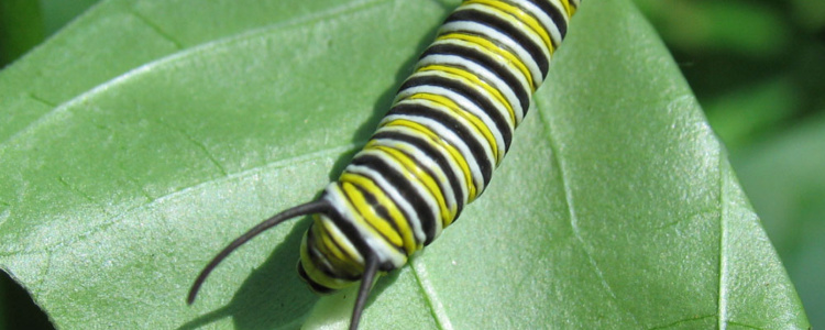 夢占い 虫の夢！大量発生・潰す意味とは？ - 恋愛理想郷