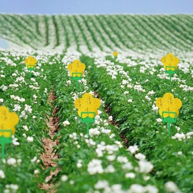 P5倍 10 9 1:59まで 捕虫シート 虫取りシート 15cm×25cm 20枚入り 4〜10セット 粘着テープ ビニールハウス 室内害虫対策用品 黄色 防虫シート 粘着トラップ 害虫駆除 花 虫除け 楽天市場 最安値挑戦中 IVY NEW虫バンバン 20枚入 粘着式 捕虫シート吊り下げ用 害虫駆除