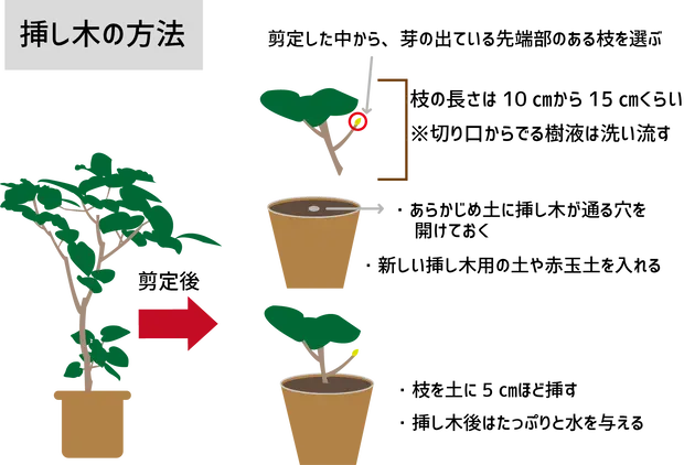 フィカス・ウンベラータの育て方3つのコツを伝授！葉が落ちる原因も解説観葉植物・お花の通販 AND PLANTSアンドプランツ