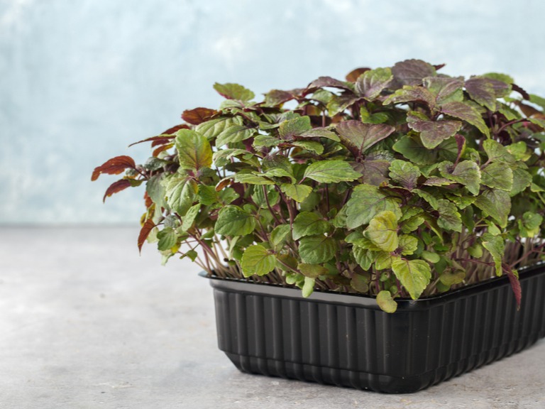 大葉 しそ ペットボトルとスポンジで始める水耕栽培農家web