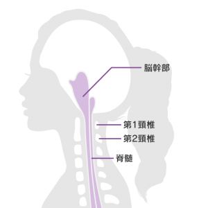 首 頚部 の構造
