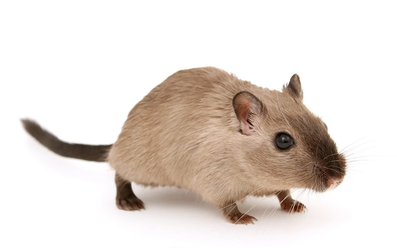 常に何かをかじっているネズミの歯はどうなっているの？札幌駅北口すぐの歯医者 ポラリス歯科・矯正歯科