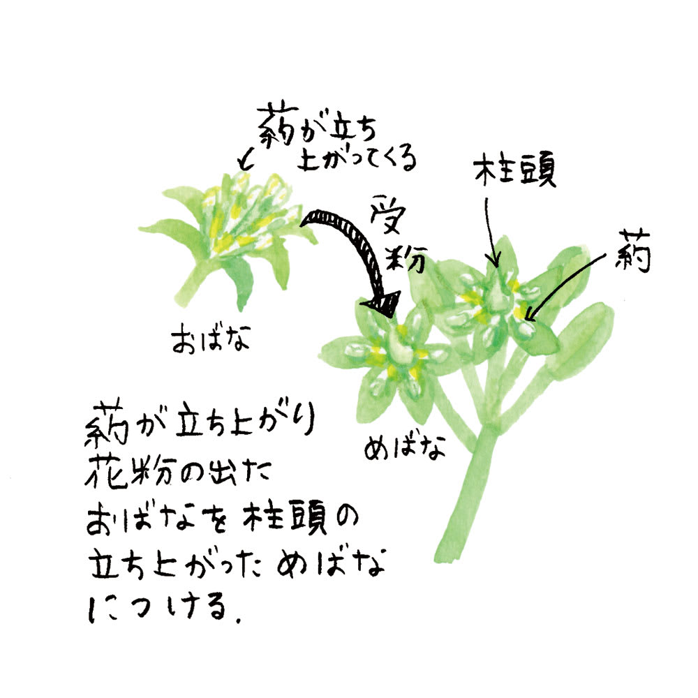 果樹栽培アボカドの育て方 種から発芽させてアボカドを栽培しよう！植物とあなたをつなぐPlantia