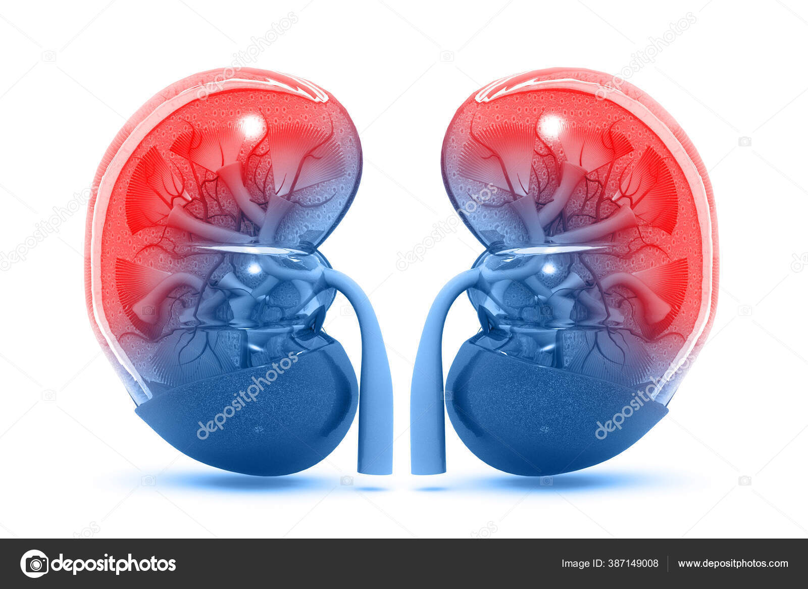 リアルな人間の腎臓の解剖学イラスト素材透過、PNGフリー画像ダウンロード - Pngtree