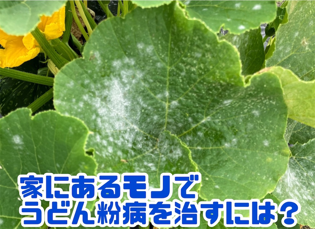 うどんこ病とはおすすめの薬剤、重曹・酢を使う自然農薬の対策もとなりのカインズさん