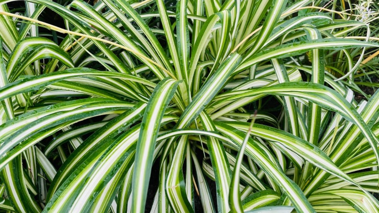 オリヅルランの育て方生命力が強く園芸ビギナーにおすすめの植物ELBAZ FARM