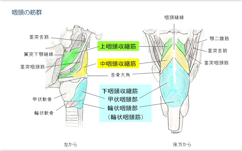 基礎知識 摂食嚥下のメカニズム 口や、のどの名称日医工株式会社