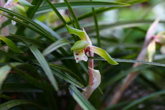 春蘭 シュンラン の花言葉とは？古くから親しまれる日本の野生ラン花と花言葉