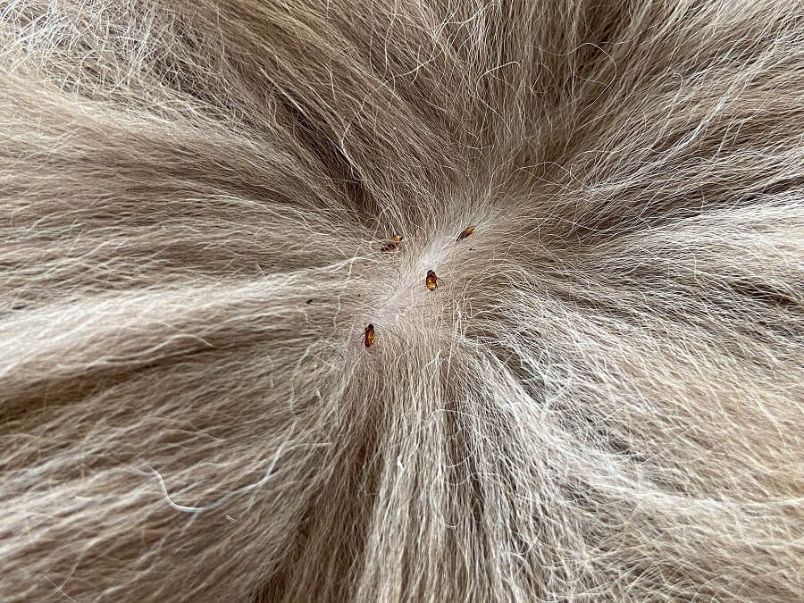 発疹・湿疹など症状写真あり ダニに刺された跡の特徴や症状・対策・あせもとの見分け方 - くらしのマーケットマガジン